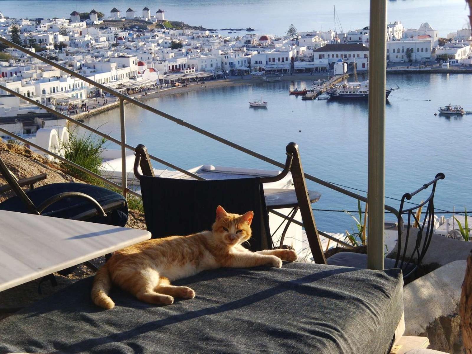 Anemones Sea View Apartment Mykonos Town Room photo
